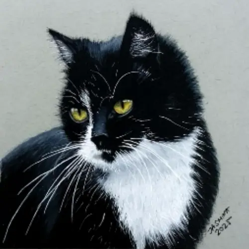 drawing a tuxedo cat.